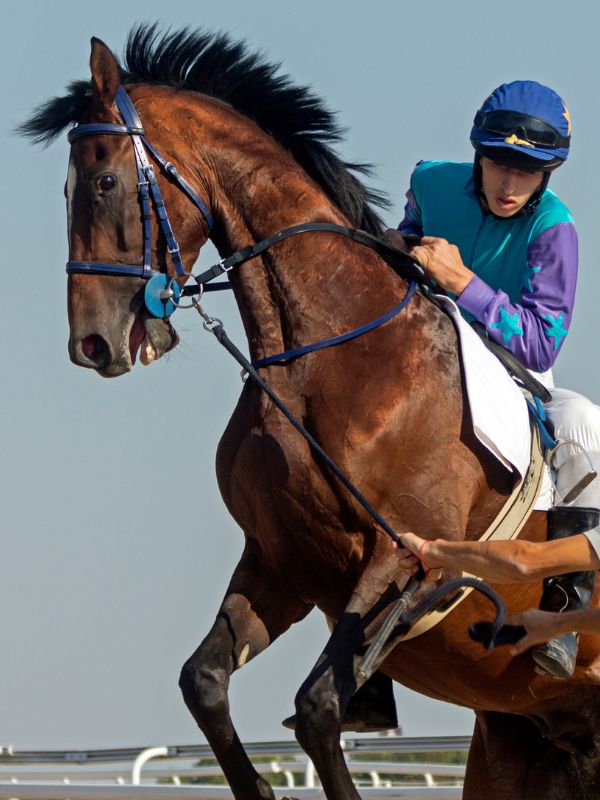 競馬　ブックメーカー